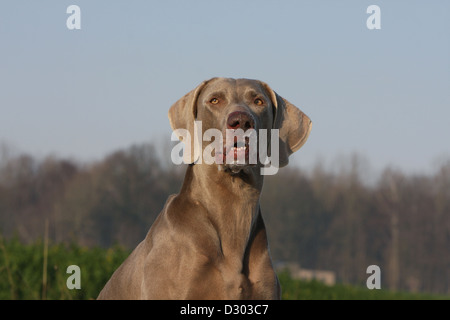dog Weimaraner shorthair / portrait Stock Photo