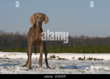 dog Weimaraner shorthair /  adult standing in snow Stock Photo