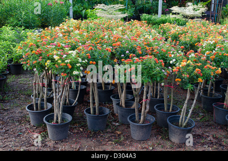 Lantana in flower pot for sale in flower market,  Thailand Stock Photo