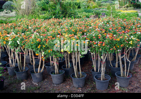 Lantana in flower pot for sale in flower market Stock Photo