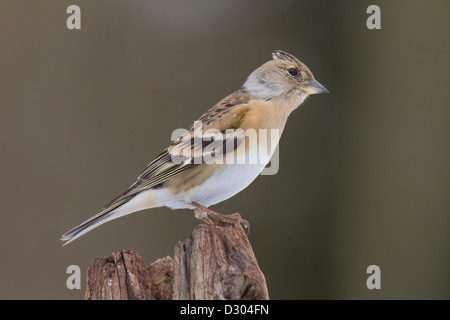 Bergfink Brambling Fringilla montifringilla Stock Photo