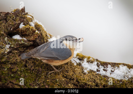 Eurasian Nuthatch Kleiber Sitta europaea Stock Photo