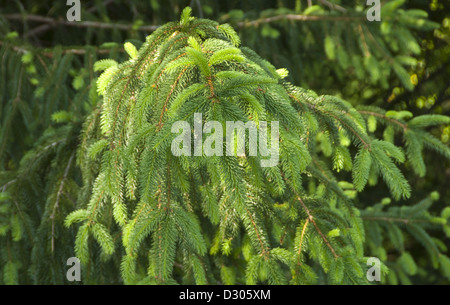 Norway Spruce, Picea abies, in Asheville, North Carolina, USA Stock Photo