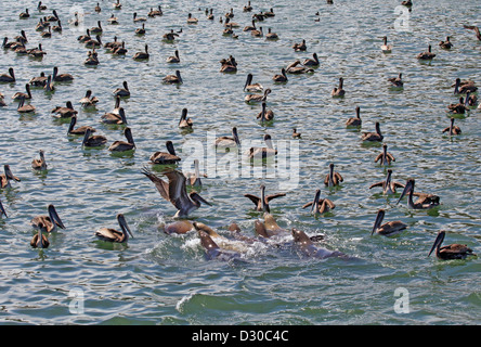 Pod of Sea Lions and Flock of Brown Pelicans Stock Photo