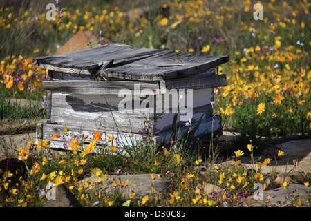 Bee hive in wild flowers at Nieuvoudtville, Western Cape, South Africa, Sept. 2012 Stock Photo