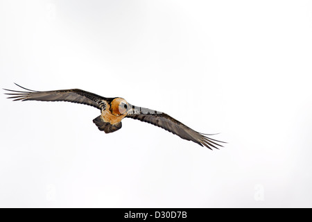 Bearded Vulture / Lammergeier / Lammergeyer (Gypaetus barbatus) in flight against snow covered mountain slope in the Alps, Italy Stock Photo