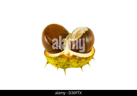 two ripe chestnuts in the shell isolated on white background. Stock Photo