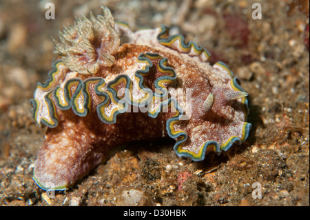 A Glossodoris cincta nudibranch in Lembeh Strait, North Sulawesi. Stock Photo
