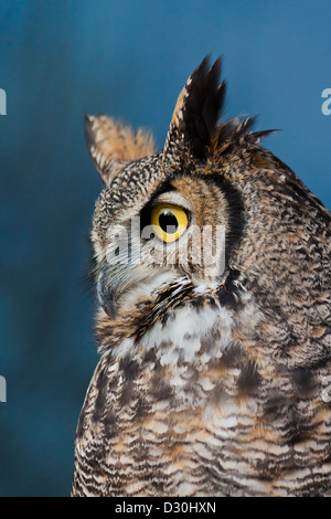 Profile view closeup of Great Horned Owl against dark blue background in Boise, Idaho