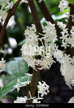 Pleiocarpa mutica, Apocynaceae. Tropical West Africa. Rare tree from Belgian Congo and Ghana with medicinal properties. Stock Photo