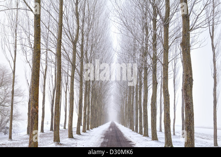 bicycle road between tree rows in winter Stock Photo
