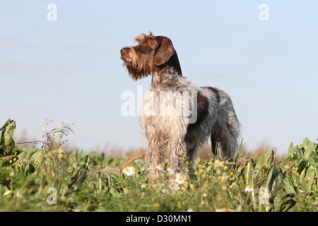 Dog Wirehaired Pointing Griffon / Korthals Griffon adult standing in a meadow Stock Photo
