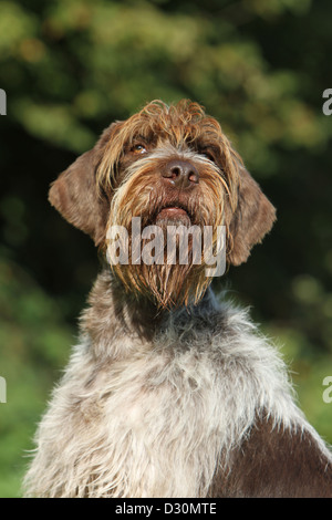 Dog Wirehaired Pointing Griffon / Korthals Griffon adult sitting in a