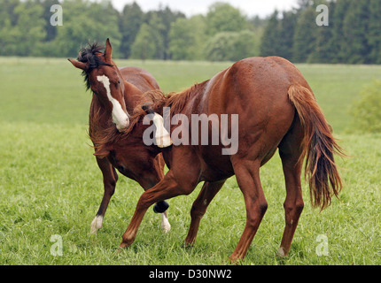 Etzean, Germany, young stallions in the fight on the pasture Stock Photo