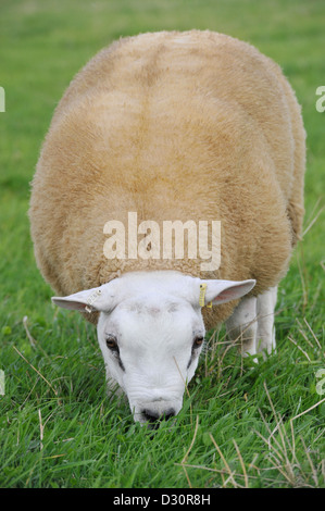 Texel ram lamb grazing fresh grass. Stock Photo