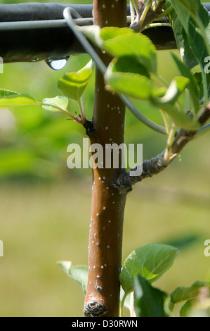 Tall spindle apple tree with drip irrigation Stock Photo