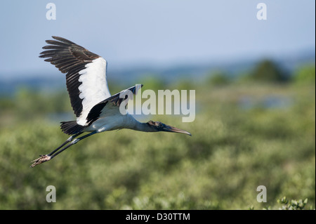 Wood Stork in flight over Haines Creek in Lake county, Florida USA Stock Photo