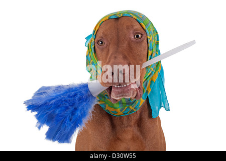 dog with scarf around head holding feather duster in mouth on white background Stock Photo