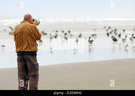 Photographing pelicans on an Oregon coast beach. Stock Photo