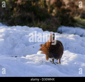 Male Red Grouse in snow, Lammermuir Hills, Scotland, winter Stock Photo