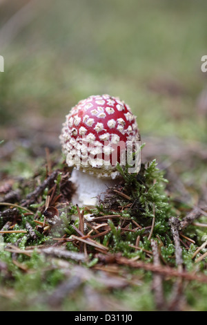 Trendelburg, Germany, fly agaric Stock Photo