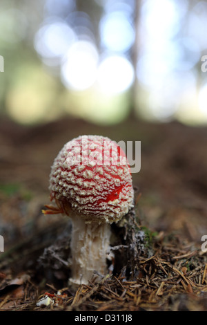 Trendelburg, Germany, fly agaric Stock Photo