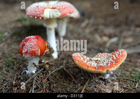 Trendelburg, Germany, Toadstools Stock Photo