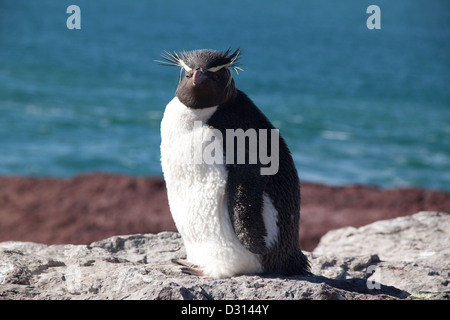 Penguin by the sea in Patagonia, Argentina Stock Photo