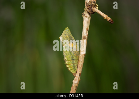 Schwalbenschwanz Puppe, Papilio machaon, Old World swallowtail cocoon Stock Photo