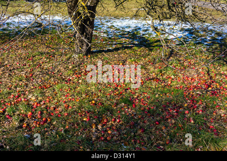 Windfall red apples under apple tree Stock Photo