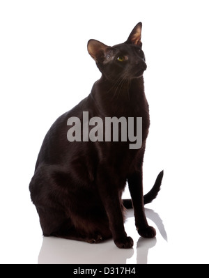 Male brown Oriental Shorthair cat on white background Stock Photo