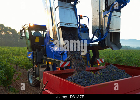 Grape combine harvester machine offloading grapes in vineyards nr Sainte-Victoire mountain, Trets, Cote du Rhone region, France Stock Photo