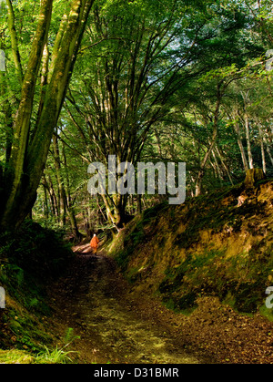 A Buddhist monk in orange robe walks along an ancient track in woodland in summer with beech trees in West Sussex, England UK Stock Photo