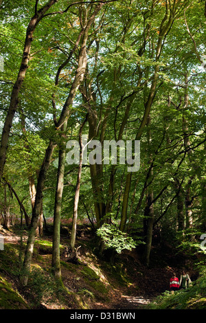 Mother and son walking along an ancient sunk track in woodland in the summer on a sunny day in West Sussex England UK Stock Photo