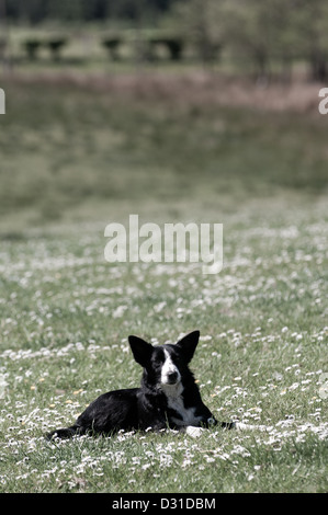 Sheep dog trials Achindaul Fort William Highlands Scotland UK Stock Photo