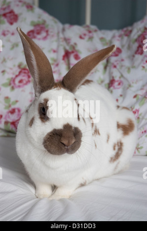 English Rabbit / English Spot Rabbit Stock Photo - Alamy