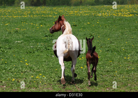 Arabian horses mare and foal on meadow, Lower Saxony, Germany Stock Photo