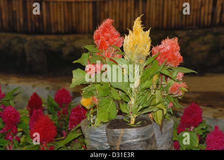 Orchids in the garden of Gangtok (Sikkim) Stock Photo
