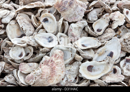 Empty oyster shells 'Ostreidae'. Stock Photo