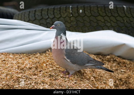 Common Wood Pigeon (Columba palumbus) at farm Stock Photo