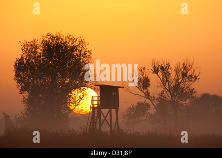 Silhouetted trees and raised stand for hunting roe deer in morning mist at sunrise in farmland Stock Photo