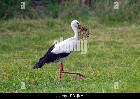 White Stork (Ciconia ciconia) gathering nesting material in beak in grassland for nest building Stock Photo