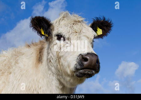 White Galloway cow in field, cattle breed from Scotland Stock Photo