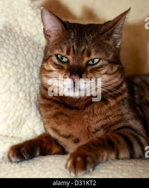 Female Bengal Cat Stock Photo