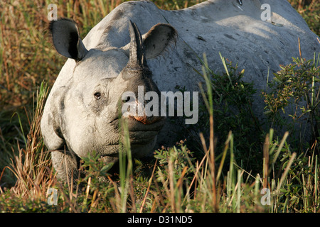 One-horned Indian rhino, Kaziranga National Park, Assam, Northeast India Stock Photo