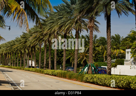 Palm lined street Stock Photo