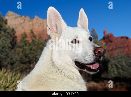 White German Shepherd on the Jordan Trail in Sedona, Arizona Stock Photo