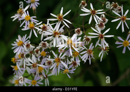 Big-Leaf Aster, Aster á Grandes Feuilles, Bigleaf Aster, Large Leaf Aster, Large-Leaf Aster, Eurybia macrophylla, Asteraceae. No Stock Photo