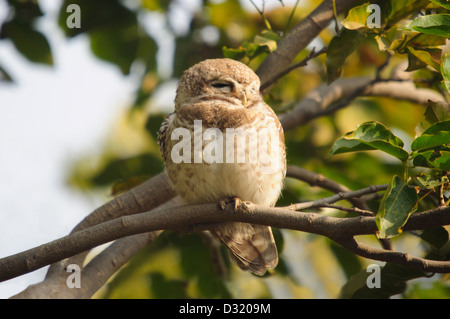 The Jungle Owlet or Barred Jungle Owlet, Glaucidium radiatum is found in India and the dry zone of Sri Lanka. Stock Photo
