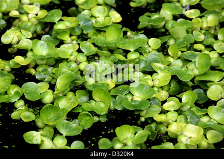 Water Hyacinth, Eichhornia Crassipes, Pontederiaceae. South America. Young Plants. Stock Photo